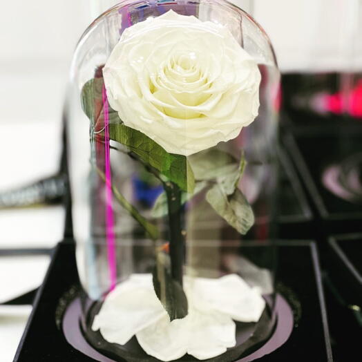 Preserve Rose White