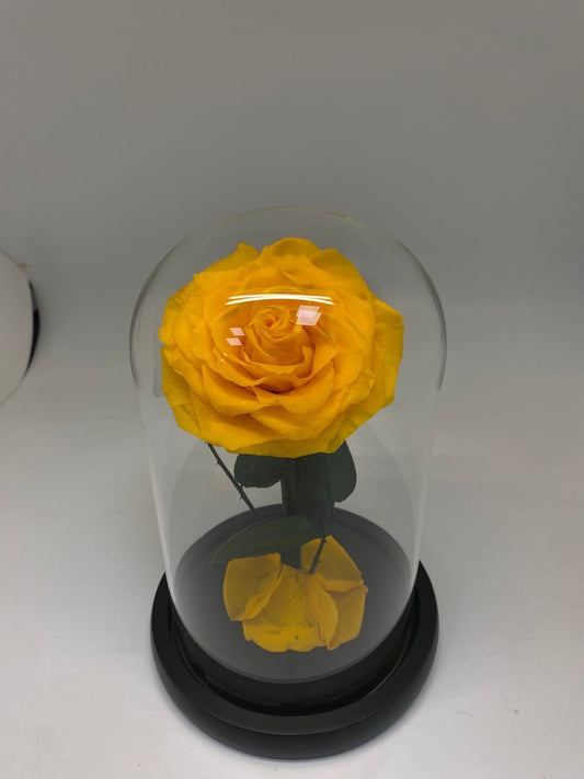 Preserve Rose Yellow