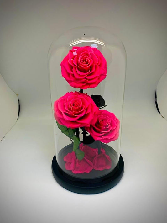 Preserve Roses dark-Pink
