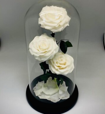 Preserve Roses White