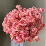 35 Spray Rose Juliata peach