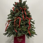 Xmas Tree in Red Red Velvet Box